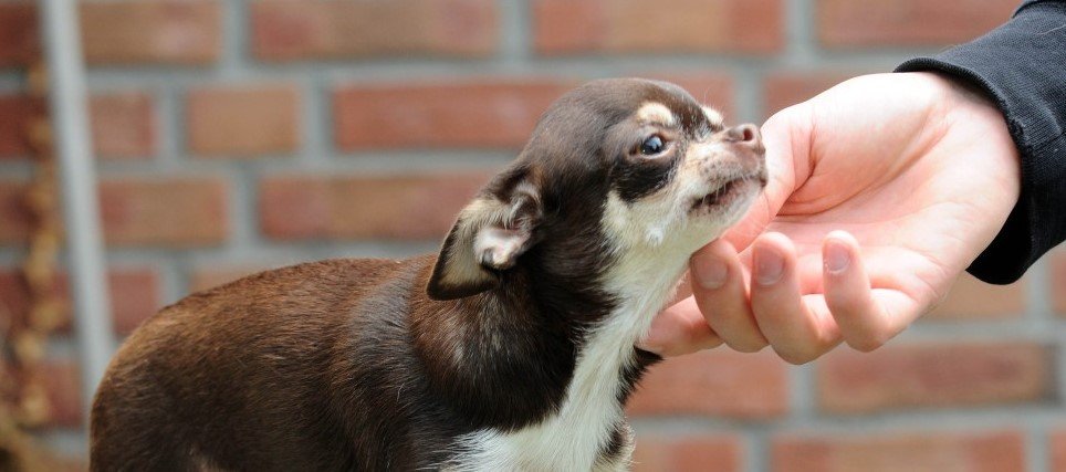 Krankheiten - Chihuahua Hund